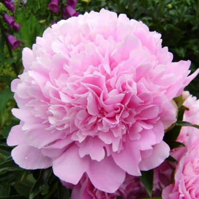 Пион ДИННЕР ПЛЕЙТ травянистый в Петропавловске