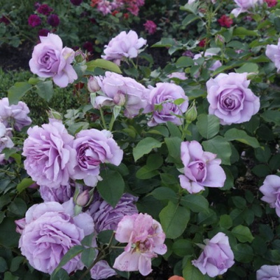 Роза ЛАВ СОНГ флорибунда в Петропавловске