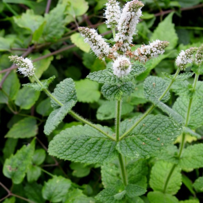 Мята яблочная в Петропавловске