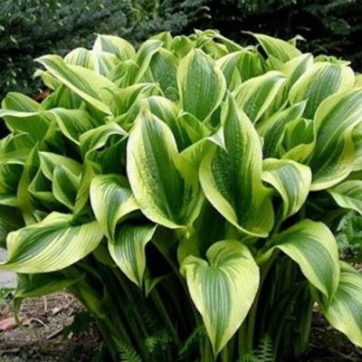 Хоста АУРЕОМАРГИНАТА в Петропавловске