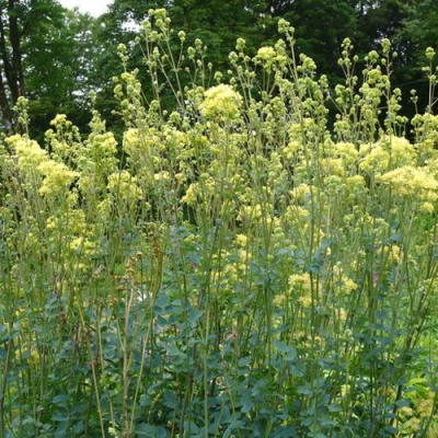 Василистник ГЛАУКУМ желтый в Петропавловске