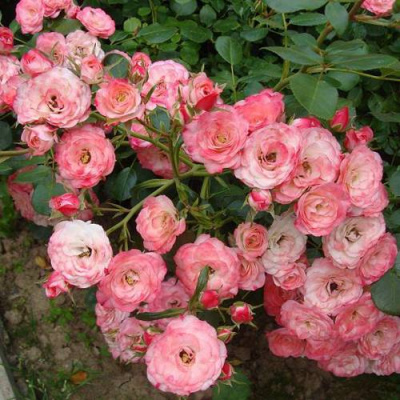 Роза ПАТ ДЕ ВЕЛЮР шраб в Петропавловске