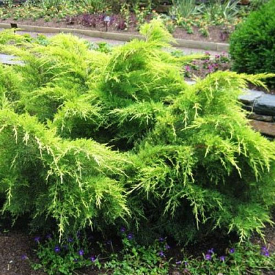 Можжевельник ГОЛД КОСТ средний в Петропавловске