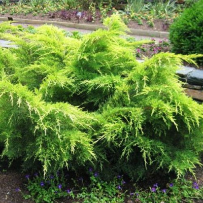 Можжевельник ГОЛД КОСТ средний в Петропавловске