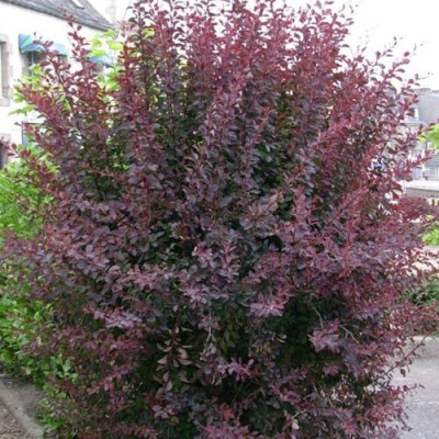 Барбарис АТРОПУРПУРЕА тунберга в Петропавловске