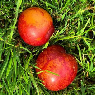 Шарафуга НЕКТАРИННАЯ в Петропавловске