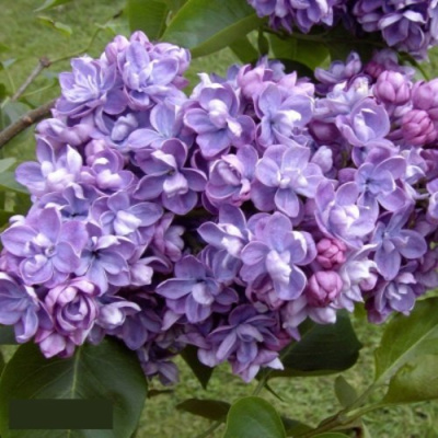 Сирень АМИ ШОТТ в Петропавловске