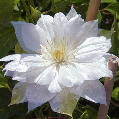 Клематис ДАЧЕСС ОФ ЭДИНБУРГ в Петропавловске