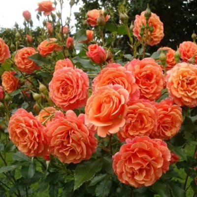 Роза БЕЛЬВЕДЕР шраб в Петропавловске