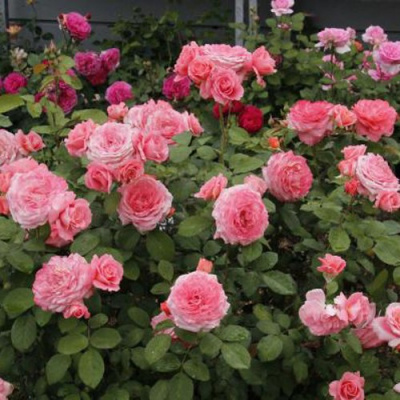 Роза ИНСТИТУТ ЛЮМЬЕР шраб в Петропавловске