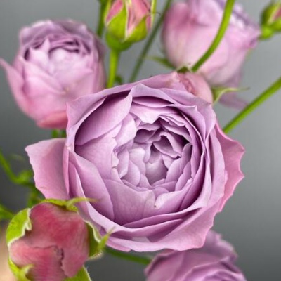 Роза ЛАВЕНДЕР БАБЛС спрей в Петропавловске