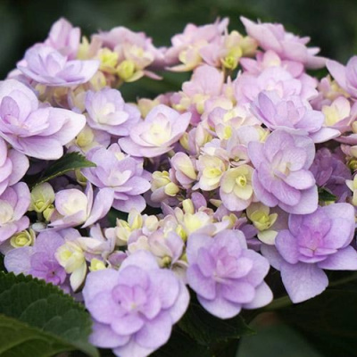 Гортензия Ю ЭНД МИ ФОРЕВЕР крупнолистная в Петропавловске