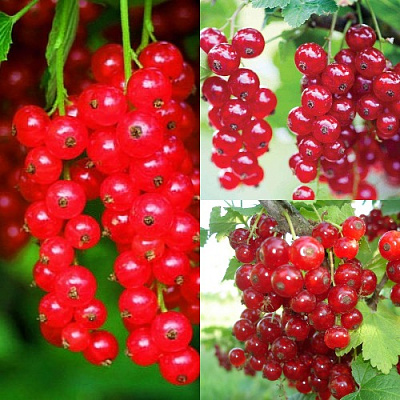 Комплект КРАСНЫЙ УРОЖАЙ в Петропавловске