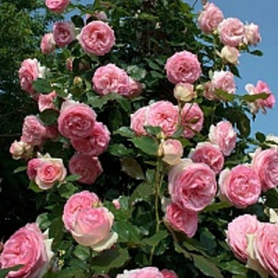 Роза ПЬЕР ДЕ РОНСАР плетистая в Петропавловске