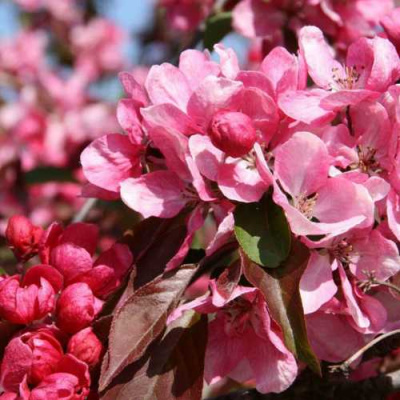 Яблоня РУДОЛЬФ декоративная  в Петропавловске