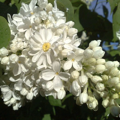 Сирень РОЧЕСТЕР в Петропавловске