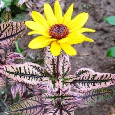 Гелиопсис САММЕР ПИНК в Петропавловске