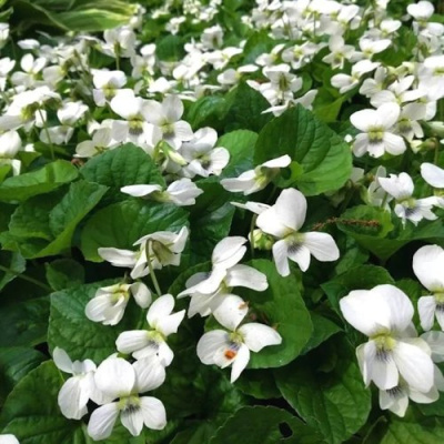 Фиалка АЛЬБИФЛОРА сестринская в Петропавловске