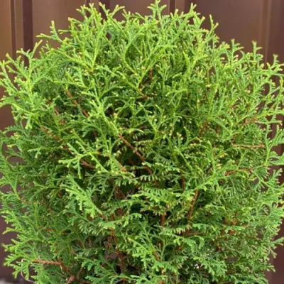 Туя ХОЗЕРИ западная в Петропавловске