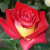 Роза ФРЕНДШИП чайно-гибридная в Петропавловске
