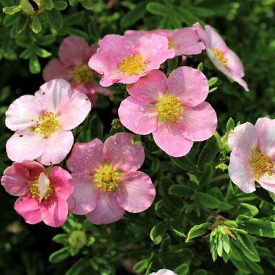 Лапчатка ЛАВЛИ ПИНК кустарниковая в Петропавловске