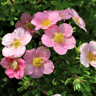 Лапчатка ЛАВЛИ ПИНК кустарниковая в Петропавловске