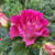 Роза БРЕРА флорибунда в Петропавловске