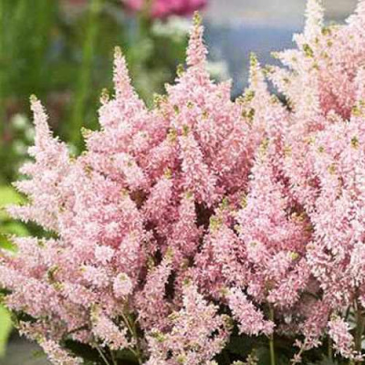 Астильба ЮНИК САЛМОН гибридная в Петропавловске