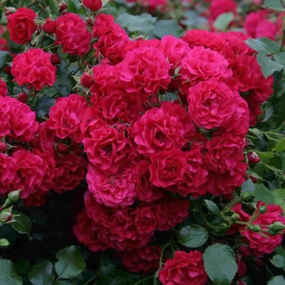 Роза почвопокровная РАДОСТЬ САДОВНИКА (ГАРТЕН ФРОЙДЕ) в Петропавловске