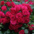 Роза почвопокровная РАДОСТЬ САДОВНИКА (ГАРТЕН ФРОЙДЕ) в Петропавловске