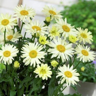 Нивяник БРОДВЕЙ ЛАЙТС великолепный в Петропавловске