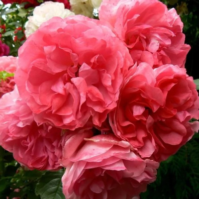 Роза РОЗАРИУМ ЮТЕРСОН плетистая в Петропавловске