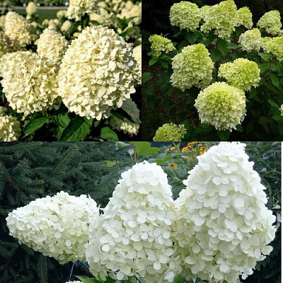 Комплект НЕЖНЫЙ КАПУЧИНО в Петропавловске