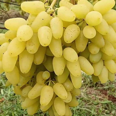 Виноград КИШМИШ АЛЕКС в Петропавловске