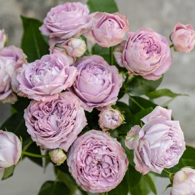 Роза ЛАВЕНДЕР БАБЛС спрей в Петропавловске