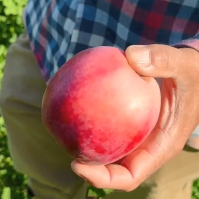Яблоня АЗЕРБАЙДЖАНЕЦ декоративная в Петропавловске