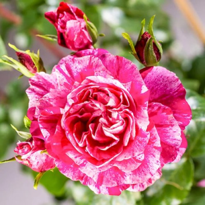 Роза ИНЕС САСТР плетистая в Петропавловске