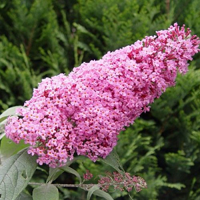 Буддлея давида ПИНК ДЕЛАЙТ в Петропавловске