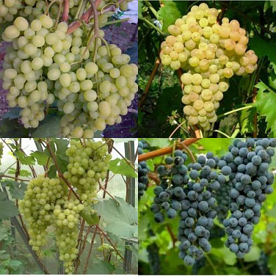 Комплект ВИНОГРАДНАЯ РАДУГА в Петропавловске