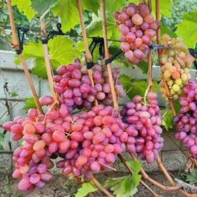 Виноград ДЫНЬКА в Петропавловске