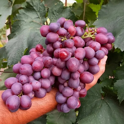 Виноград ПАМЯТИ УЧИТЕЛЯ в Петропавловске