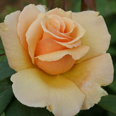 Роза МЕДАЛЬОН чайно-гибридная в Петропавловске