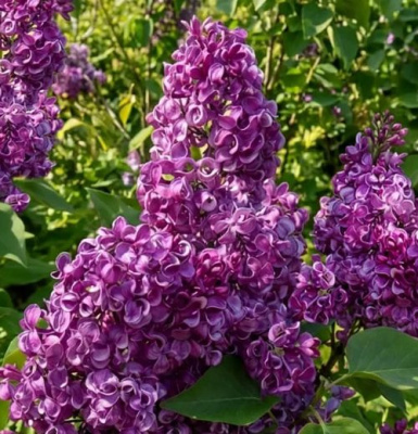 Сирень БЕСКОНЕЧНОСТЬ в Петропавловске