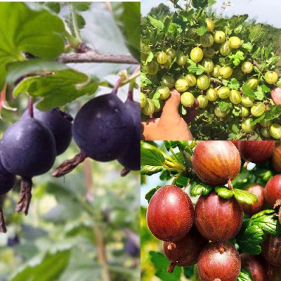 Комплект КРЫЖОВНИК MIX в Петропавловске