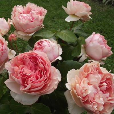 Роза ФИЛИНГ чайно-гибридная в Петропавловске