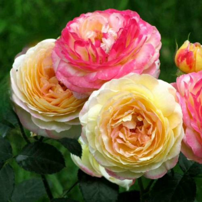 Роза РОЗОМАН ЖАНОН шраб в Петропавловске