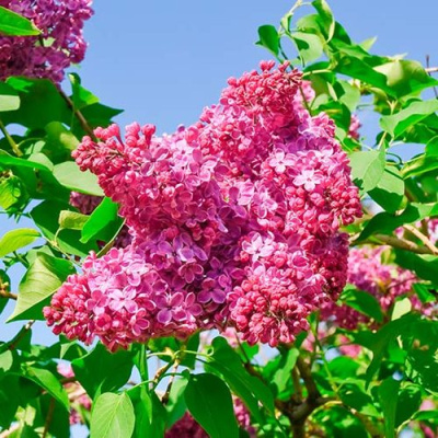 Сирень КРАСНАЯ МОСКВА в Петропавловске