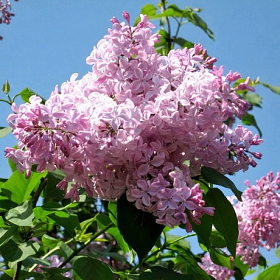 Сирень БУФФОН в Петропавловске