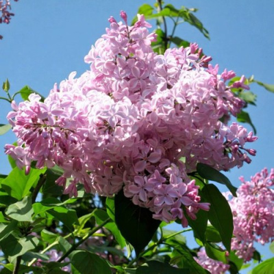 Сирень БУФФОН в Петропавловске