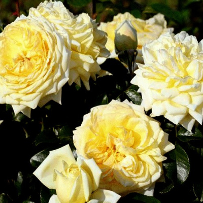 Роза НАДЯ МЕЙДИЛАНД почвопокровная в Петропавловске